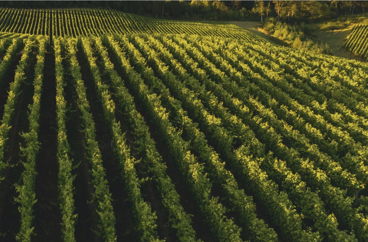 Cuando tu cuerpo te susurra: El lenguaje de un sistema nervioso en desequilibrio